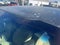 2015 Kia Optima Hybrid Base