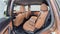 2026 Mazda Mazda CX-70 3.3 Turbo S Premium Plus